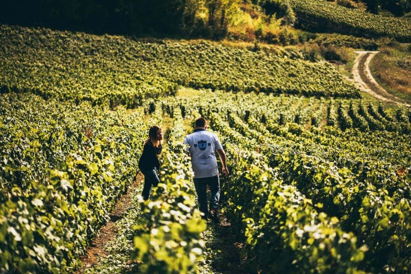 independent winemaker in a vineyard