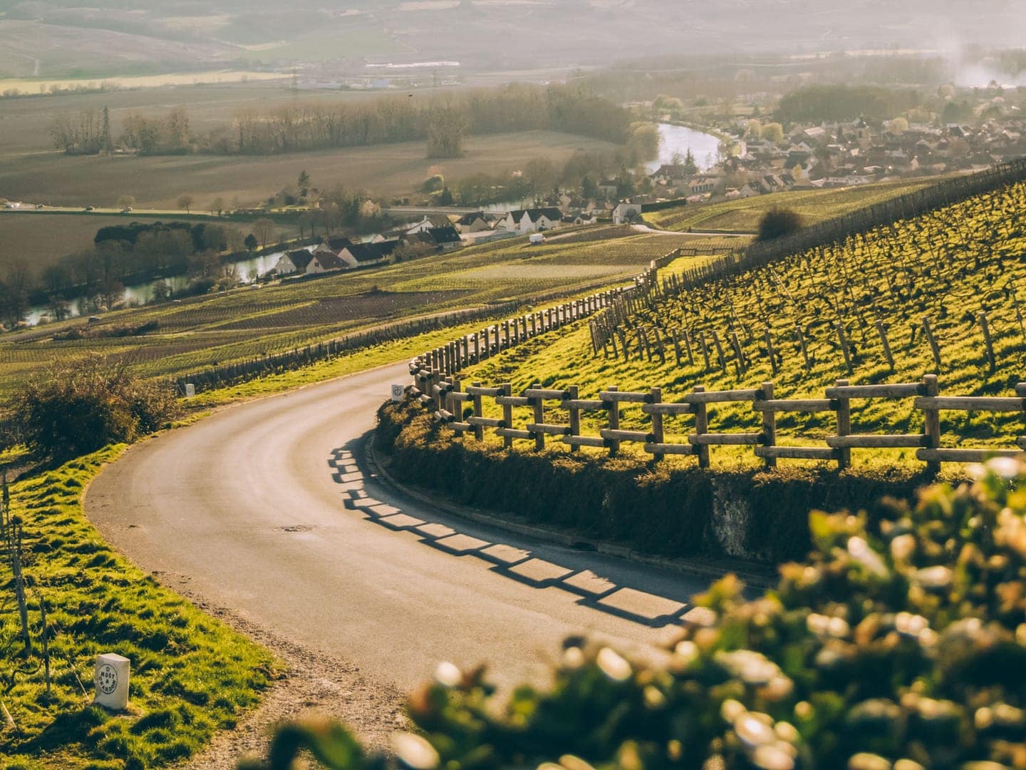 champagne vineyards