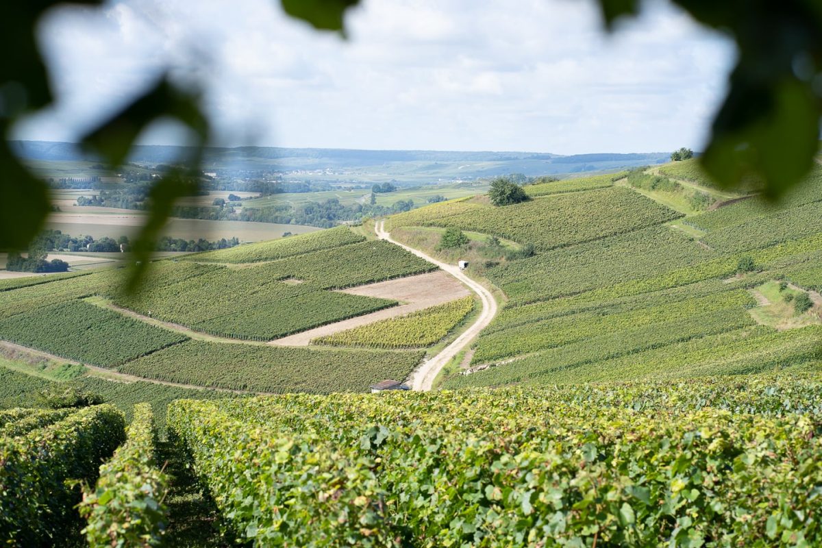 Champagne region: Our favourites