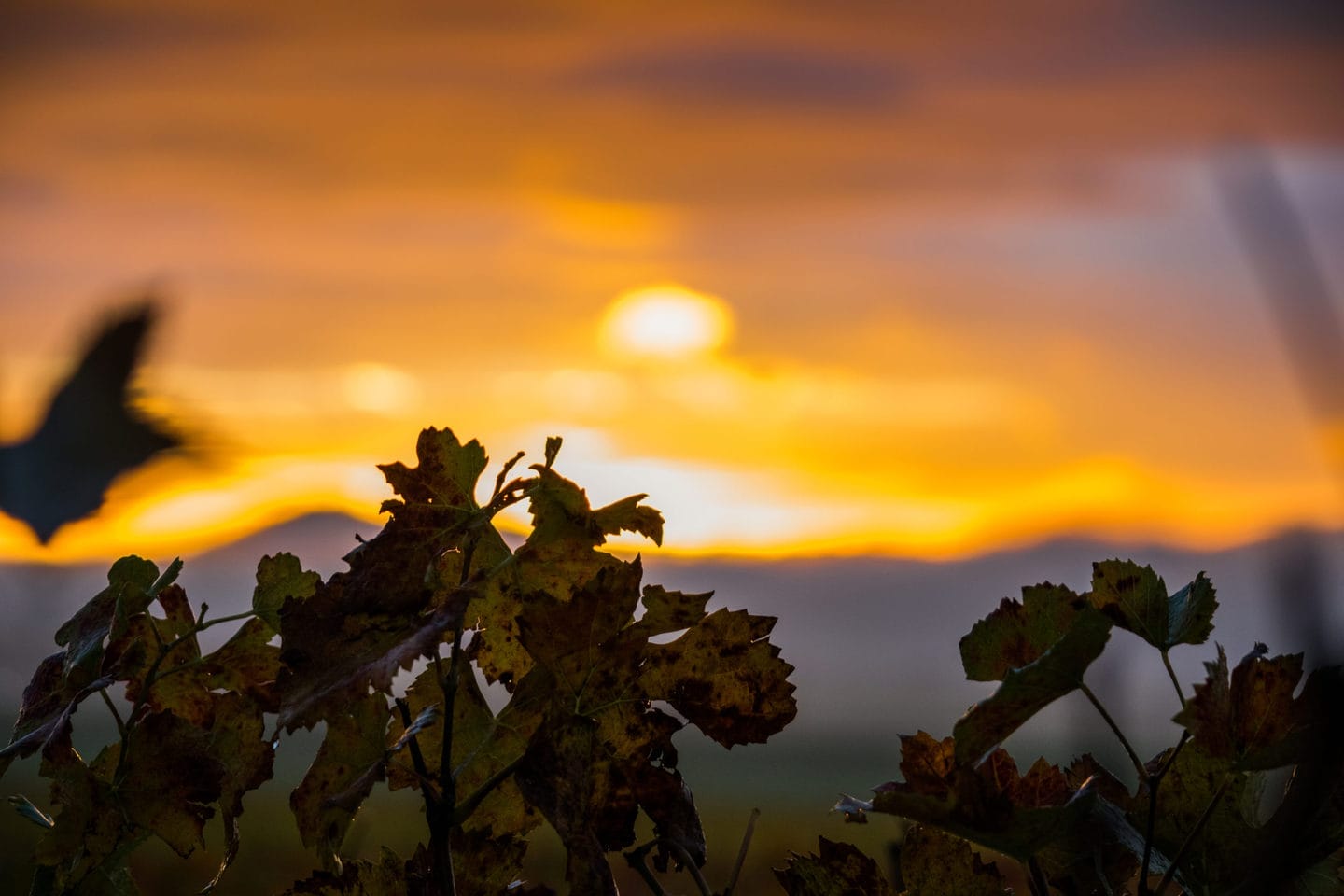 Visitez la Champagne en Automne
Profitez des belles couleurs
Venez à Epernay, Capitale du Champagne classé au Patrimoine mondiale de l'UNESCO