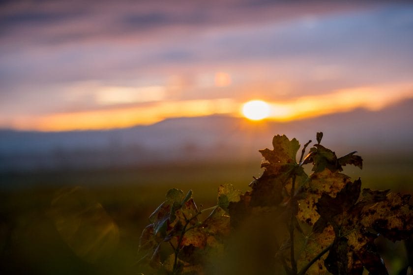 Découvrez Epernay et la Champagne pendant l'été et planifiez votre Weekend dans la région Cadeau 100% Champenois