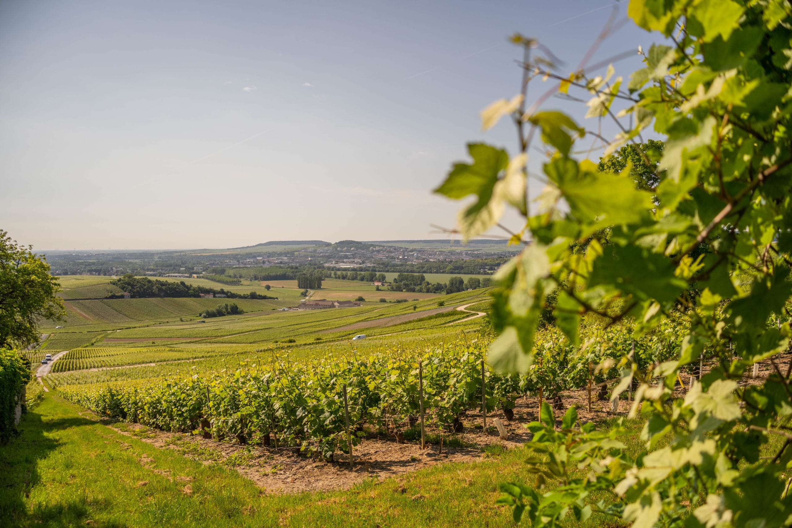 Visiter Epernay en Champagne en été
découvrez le vignoble en Champagne