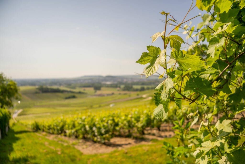 rent electric bike in Epernay
vineyards in champagne region