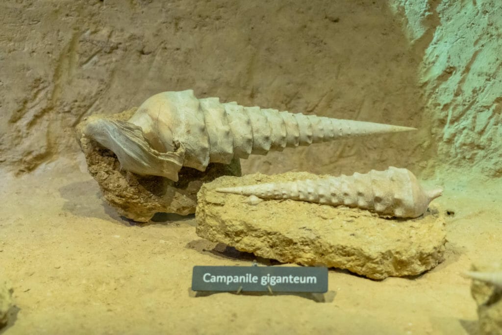 Idéal pour un weekend à Epernay en Champagne : la visite de la cave aux coquillages à Fleury la rivière.