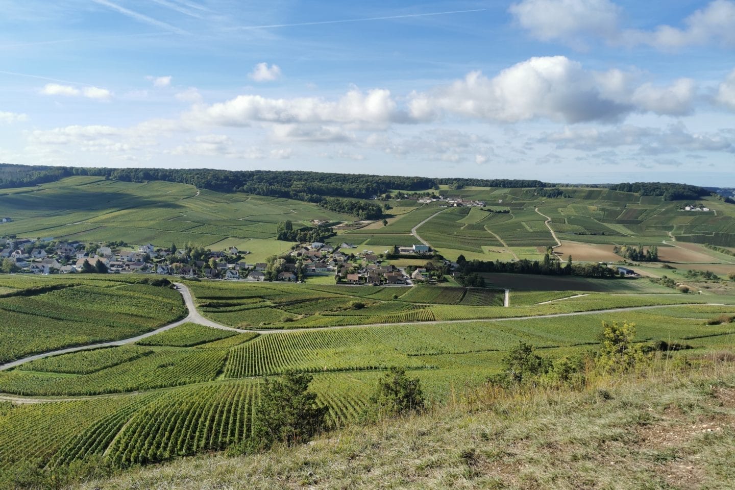 Grauves in côte des blancs in champagne region france