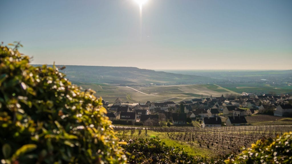 Visit the vineyards during the best champagne tours in Reims - Champagne region, France