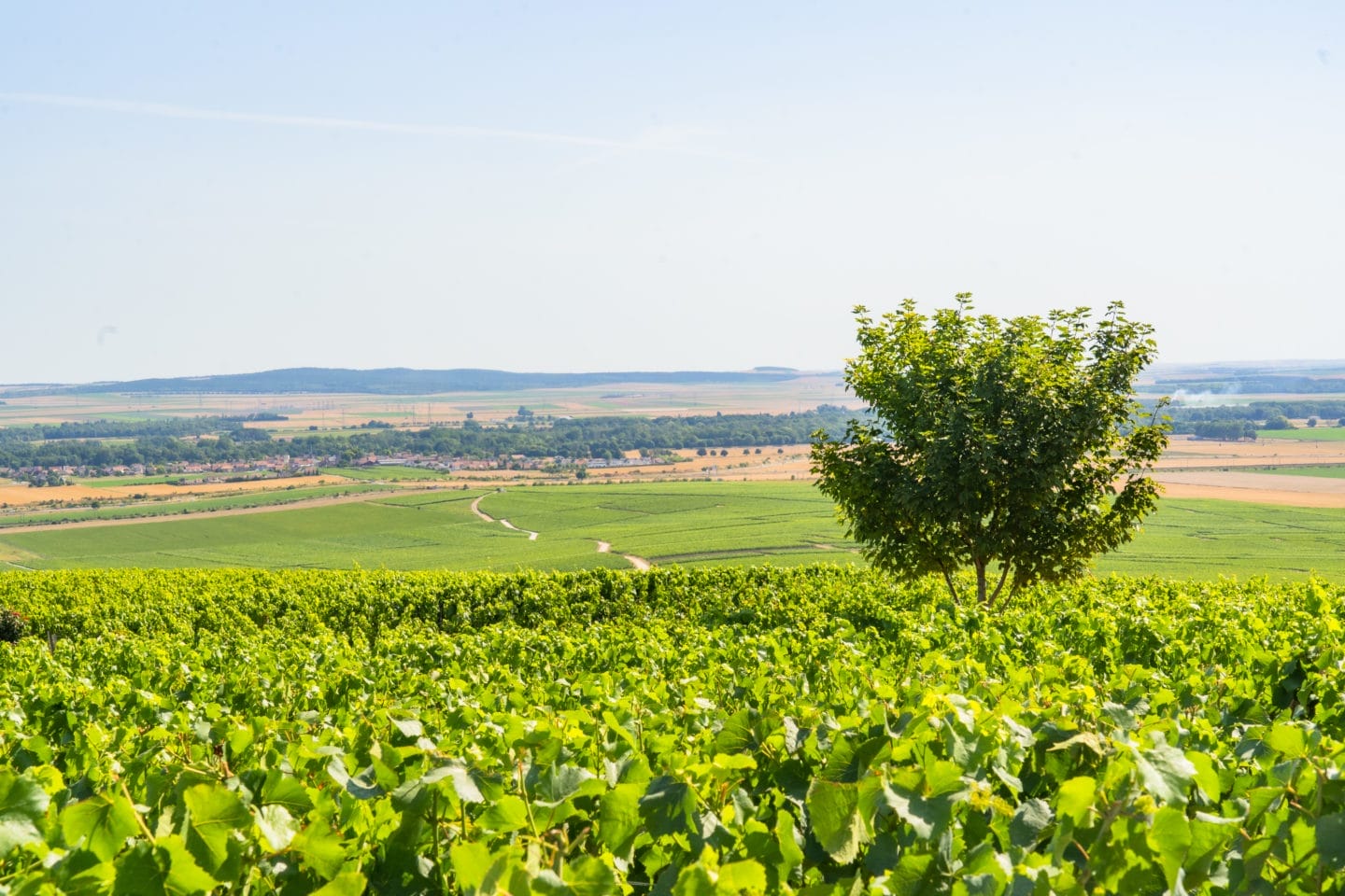 Visit the Best Champagne Houses in Reims