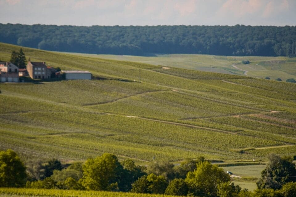 Mistake in champagne vineyard