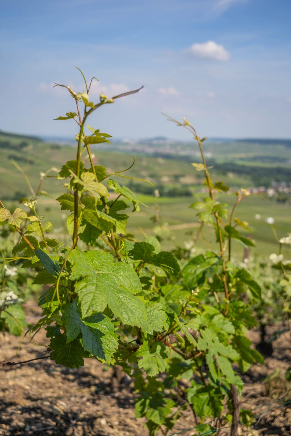 vineyards in champagne region 
where the champagne is made